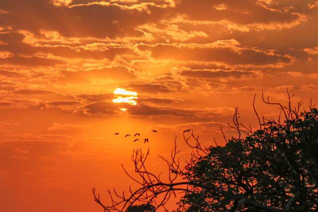 Semana come&ccedil;a com tempo seco e os term&ocirc;metros podem chegar a 48&ordm;C no Pantanal 