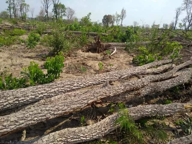 Empresa &eacute; multada em R$ 146 mil por desmatar Cerrado para forma&ccedil;&atilde;o de pastagem 