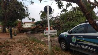 Árvore caída na Rua Tenente Tinoco na Vila Taveirólopolis na tarde de hoje após a garoa. (Foto:Direto das Ruas)