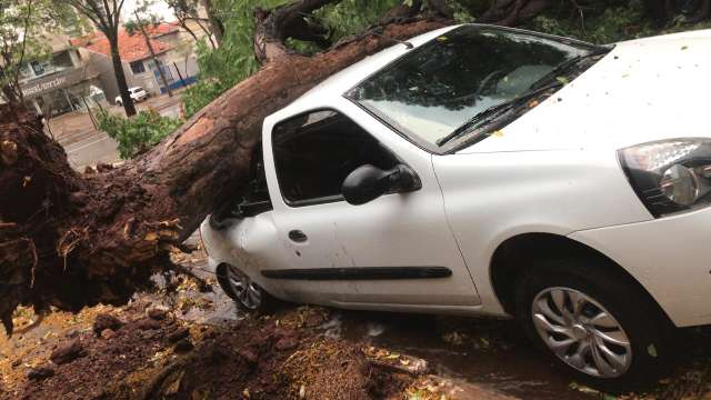 Temporal derruba &aacute;rvores sobre carros e bloqueia ruas de Campo Grande 