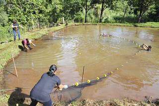 Produtores jogam rede para captura de peixes em tanque de Jaraguari (Foto: Néia Maceno)