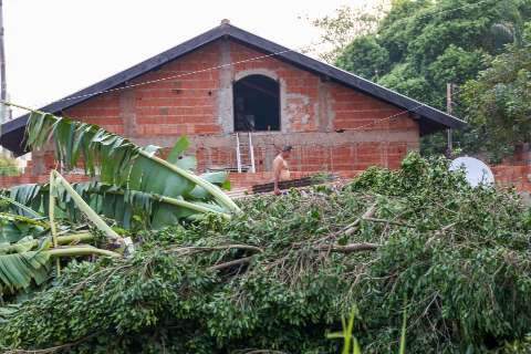 Depois de 28 anos em pé, temporal derrubou Ficus que Nilton viu crescer 