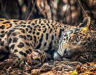Foto de Ailton Lara, com onça-pintada de patas queimadas no Pantanal, viralizou nas redes sociais.