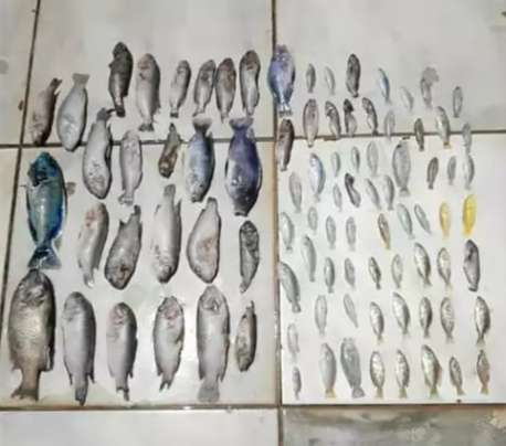 Sem luz em casa, aquaristas perdem 96 peixes ornamentais