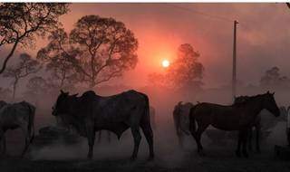 Foto de Gustavo Basso mostra gado em fazenda no Pantanal. (Foto: Gustavo Basso)