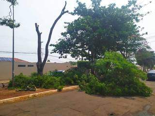 Apenas o tronco foi o que restou da árvore podada pelo jardineiro. (Foto: Guarda Municipal)