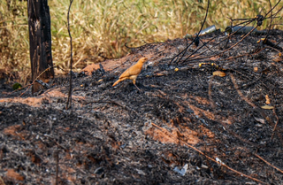 "Sempre colocam fogo", diz moradora sobre incêndio no Rita Vieira "Sempre colocam fogo", diz moradora sobre incêndio no Rita Vieira