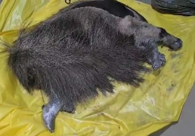 Tamandu&aacute;-bandeira &eacute; resgatado com 4 patas queimadas no Pantanal