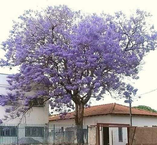 Jacarand&aacute; florido em setembro vira tocos em duas semanas