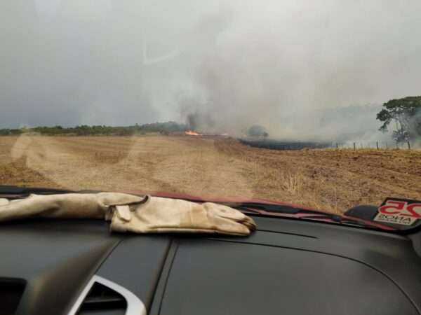  Bois morrem e 30 hectares de reserva s&atilde;o destru&iacute;das ap&oacute;s raio provocar inc&ecirc;ndio