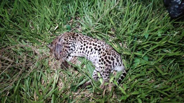 Corpo de jaguatirica &eacute; encontrado &agrave;s margens de rua pr&oacute;ximo a parque ambiental