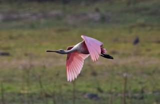 Com plumagem rosa-claro, o colhereiro mede de 80 a 90 centímetros de comprimento. (Foto: Vinícius Santana)