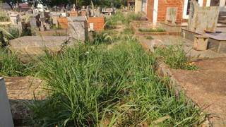 Mato começa a cobrir túmulos em cemitério público de Dourados (Foto: Direto das Ruas)