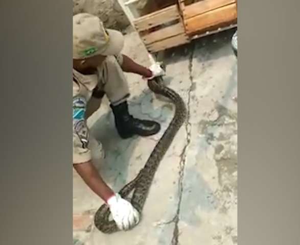 Sucuri de quase 2 metros &eacute; encontrada na varanda de casa em Corumb&aacute;