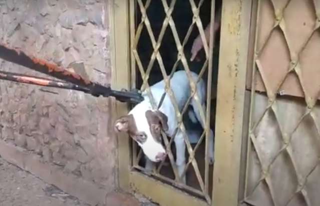 Cachorro &eacute; resgatado ao prender cabe&ccedil;a em grade de porta em Corumb&aacute;