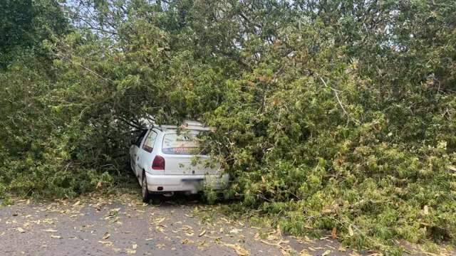 &Aacute;rvore de grande porte cai e atinge carro que passava na Ernesto Geisel