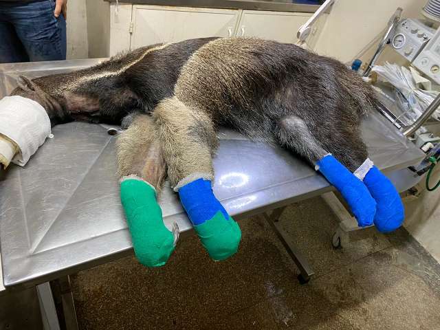 Morre tamandu&aacute;-bandeira resgatado com queimaduras nas patas