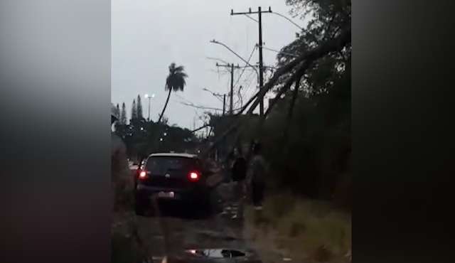 Moradora registra queda de &aacute;rvore sobre carro na avenida Tr&ecirc;s Barras