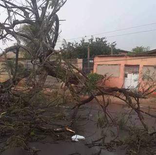 Galhos de árvore caída atingiu fiação no Santa Emília. (Foto: Direto das Ruas)