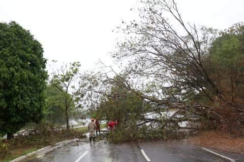 &Aacute;rvore de 12 metros despenca e interrompe tr&aacute;fego na Nelly Martins