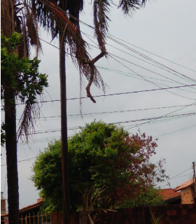 Após temporal, 11 mil moradores em 12 bairros continuam sem energia elétrica 