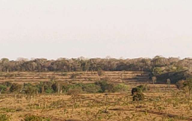 PMA autua infrator em quase meio milh&atilde;o por desmatamento em vegeta&ccedil;&atilde;o protegida