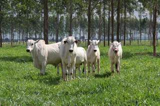 Marca registrada do MS, produção de bovinos sofreu queda, mas segue entre as maiores do país (Foto: Arquivo)