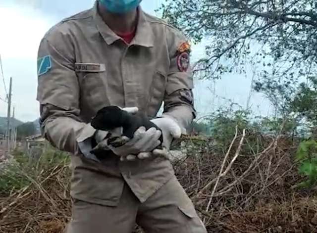 Moradores escutam latidos e bombeiros resgatam filhotes em meio a pedras