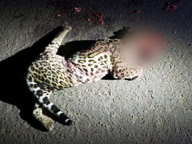 Jaguatirica &eacute; encontrada com a cabe&ccedil;a esmagada ap&oacute;s atropelamento