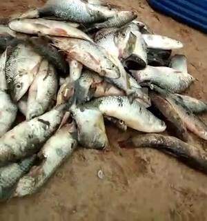 Foram 178 exemplares de pescado que não poderiam ter sido rertirados de rio. (Foto: Reprodução PMA)