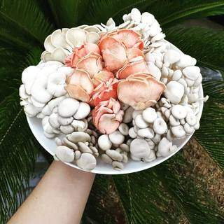 Fungueria MS faz o cultivo de 7 tipos diferentes de cogumelos, um mais bonito e saboroso que o outro (Foto: Reprodução/Instagram)