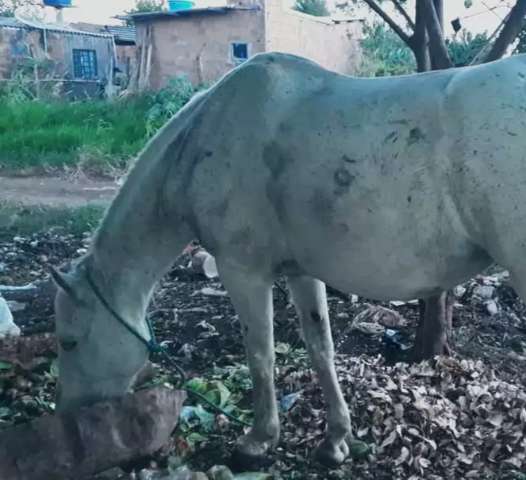 &Eacute;gua desaparece com &quot;&aacute;rvore e tudo&quot; na Nova Campo Grande 