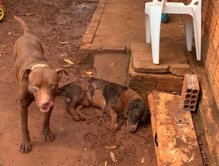 Pitbull matou outra animal e dono foi autuado por omissão de cautela (Foto: divulgação/PMA) 