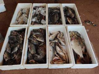 234 kg de peixes apreendidos pela PMA (Foto:Reprodução/PMA)