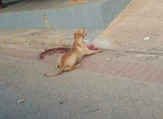 &Agrave; solta, pitbull tenta atacar pessoas, mata cadelinha e exibe presa pela rua 