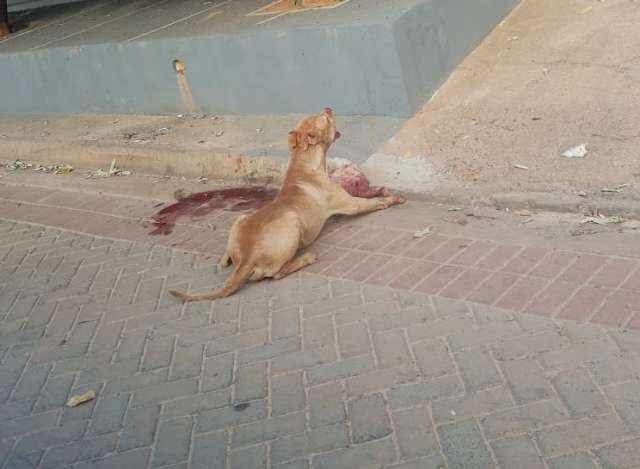 &Agrave; solta, pitbull tenta atacar pessoas, mata cadelinha e exibe presa pela rua 