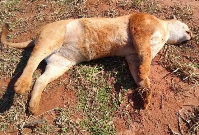On&ccedil;a-parda morre ap&oacute;s ser atropelada na MS-156 por caminhonete