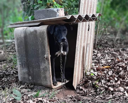  Homem &eacute; preso por deixar &quot;Fa&iacute;sca&quot; sem &aacute;gua e abandonado em mata 