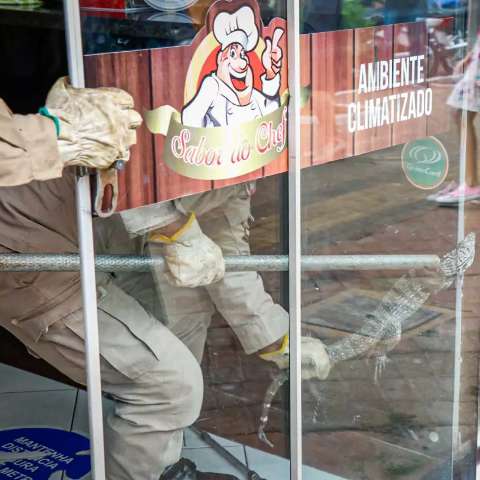 Tei&uacute; &quot;invade&quot; restaurante no Centro e d&aacute; trabalho a bombeiros no resgate