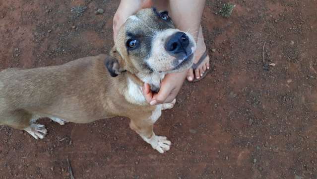 Homem flagrado ao agredir e atirar em cachorro &eacute; multado em R$ 2 mil pela PMA
