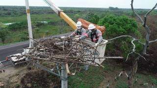 Equipe da Energisa forrando ninho artificial com madeira da região (Foto: Divulgação/Energisa)
