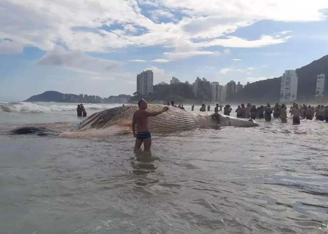 No primeiro dia de f&eacute;rias, campo-grandense registra baleia morta em praia 