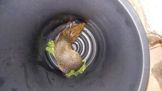 Animal foi recolhido em balde até que fosse devolvido à natureza (Foto: Direto das Ruas)