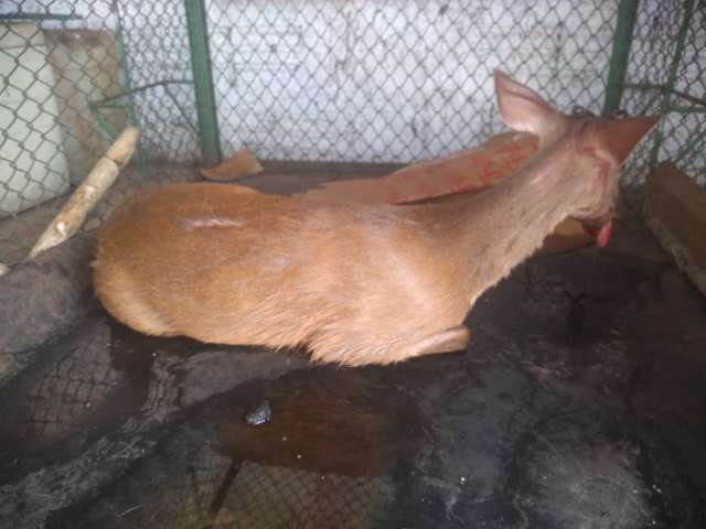 Filhote de cervo &eacute; resgatado ap&oacute;s ser atropelado na MS-339