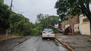 Árvore caída durante temporal de hoje em Dourados (Foto: Eliel Oliveira)
