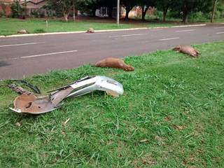 Dá dó de ver: quatro capivaras mortas foram tiradas da pista (Foto: Simão Nogueira)