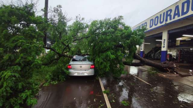 Chuva forte e ventania derrubam &aacute;rvores e deixam Dourados sem luz 