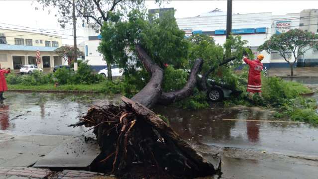 Bombeiros trabalham debaixo de chuva para cortar &aacute;rvores derrubadas pelo vento