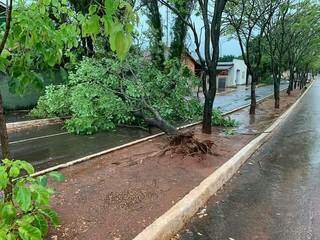 Árvore caida na avenida de Nioque. (Foto:Direto das Ruas)