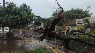 Árvore arrancada pelo vento durante temporal hoje em Dourados (Foto: Direto das Ruas)